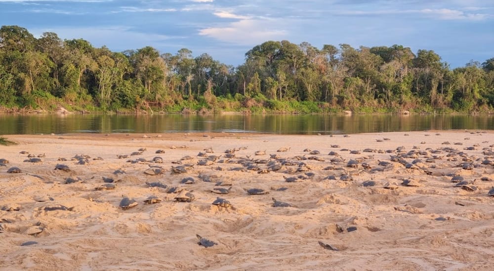 Vale do Guaporé em alerta: clima e caça predatória afetam o maior berçário de tartarugas de água doce do Brasil