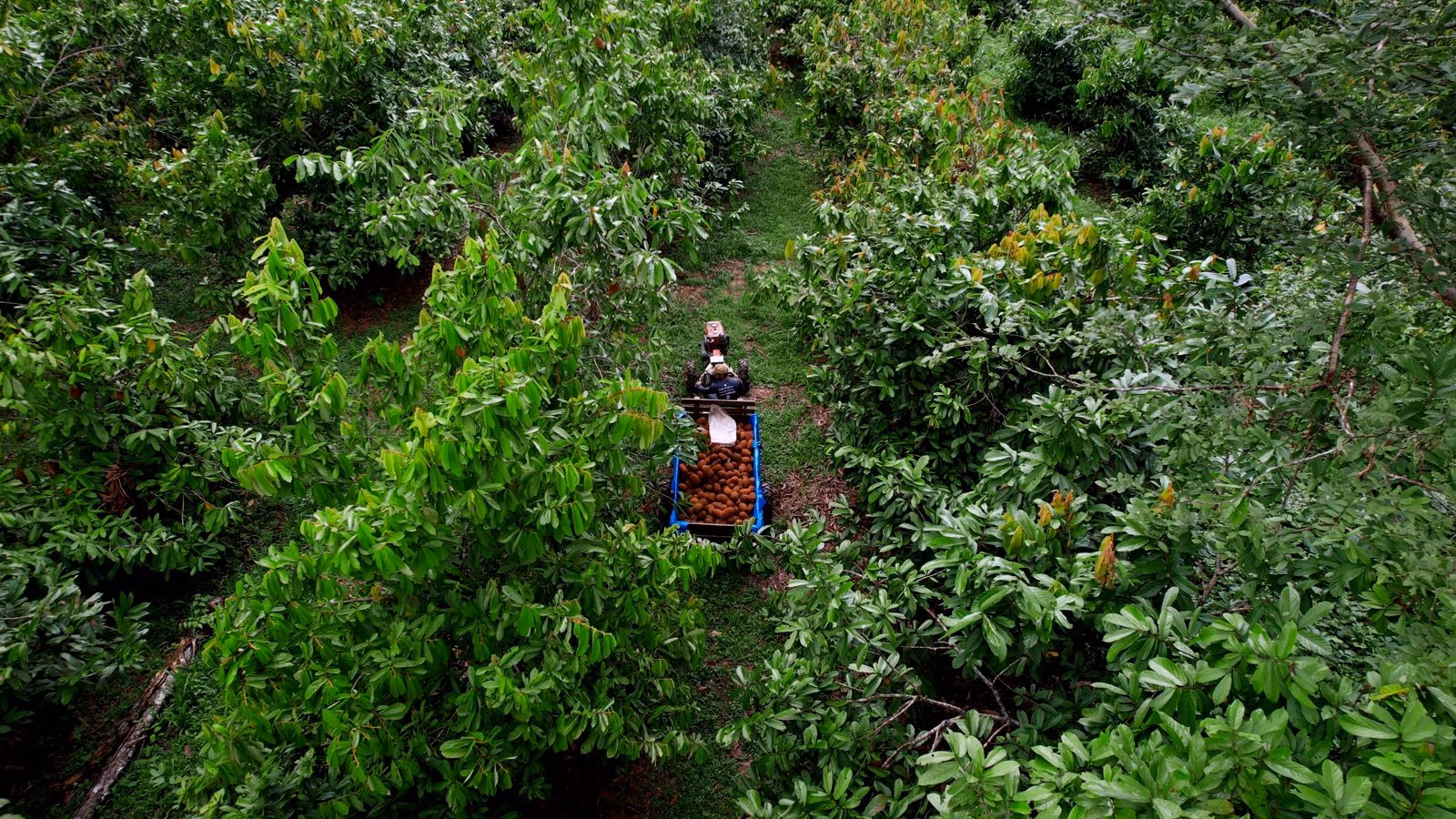Natura apresenta modelo próprio de carbono na Amazônia e estudo indica impacto socioeconômico positivo em comunidade fornecedora